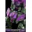 DREAM STAR TOYS DST02-003 Load Warrior